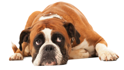 Владелец дает кошке лекарство Ипакитин с кормом