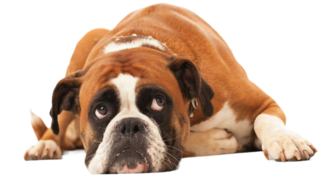 Владелец дает кошке лекарство Ипакитин с кормом