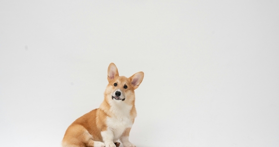 Ошибки при применении Веторила