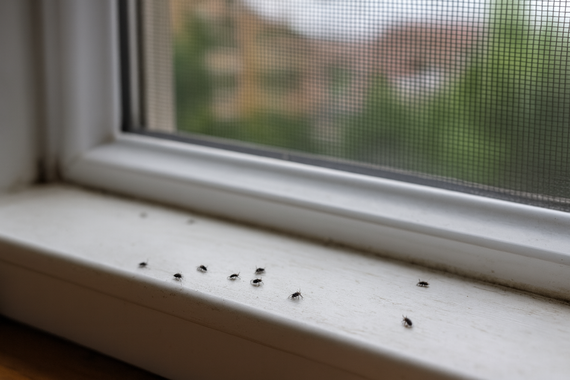 Мошки на подоконнике