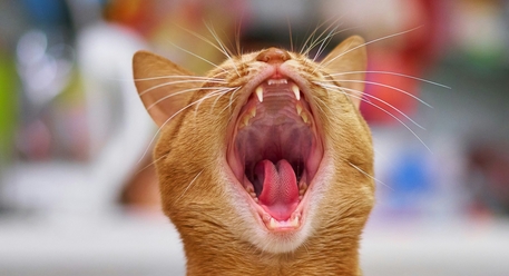 пронефра аналоги для кошек