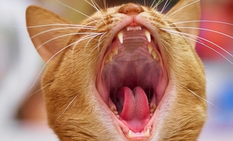 Сравнение методов введения Пронефра