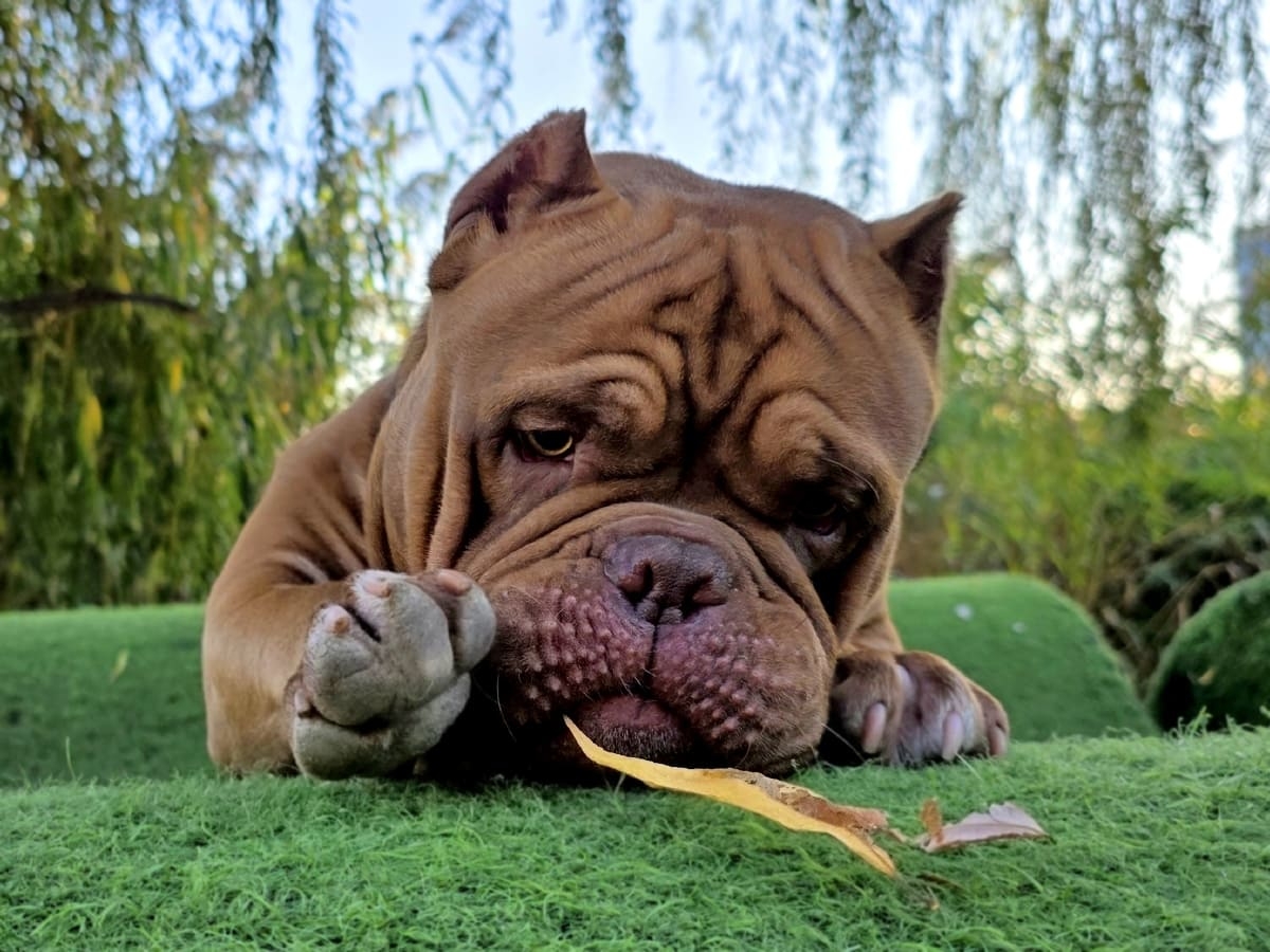 Американский булли философ фото амбулли 9 месяцев