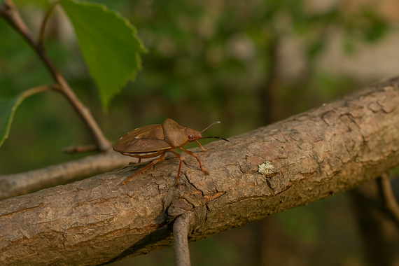 Клоп на дереве