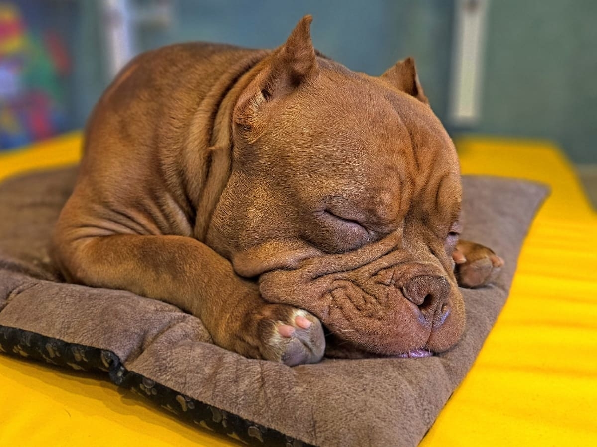 Американский булли спит на коврике фото амбулли 6 месяцев