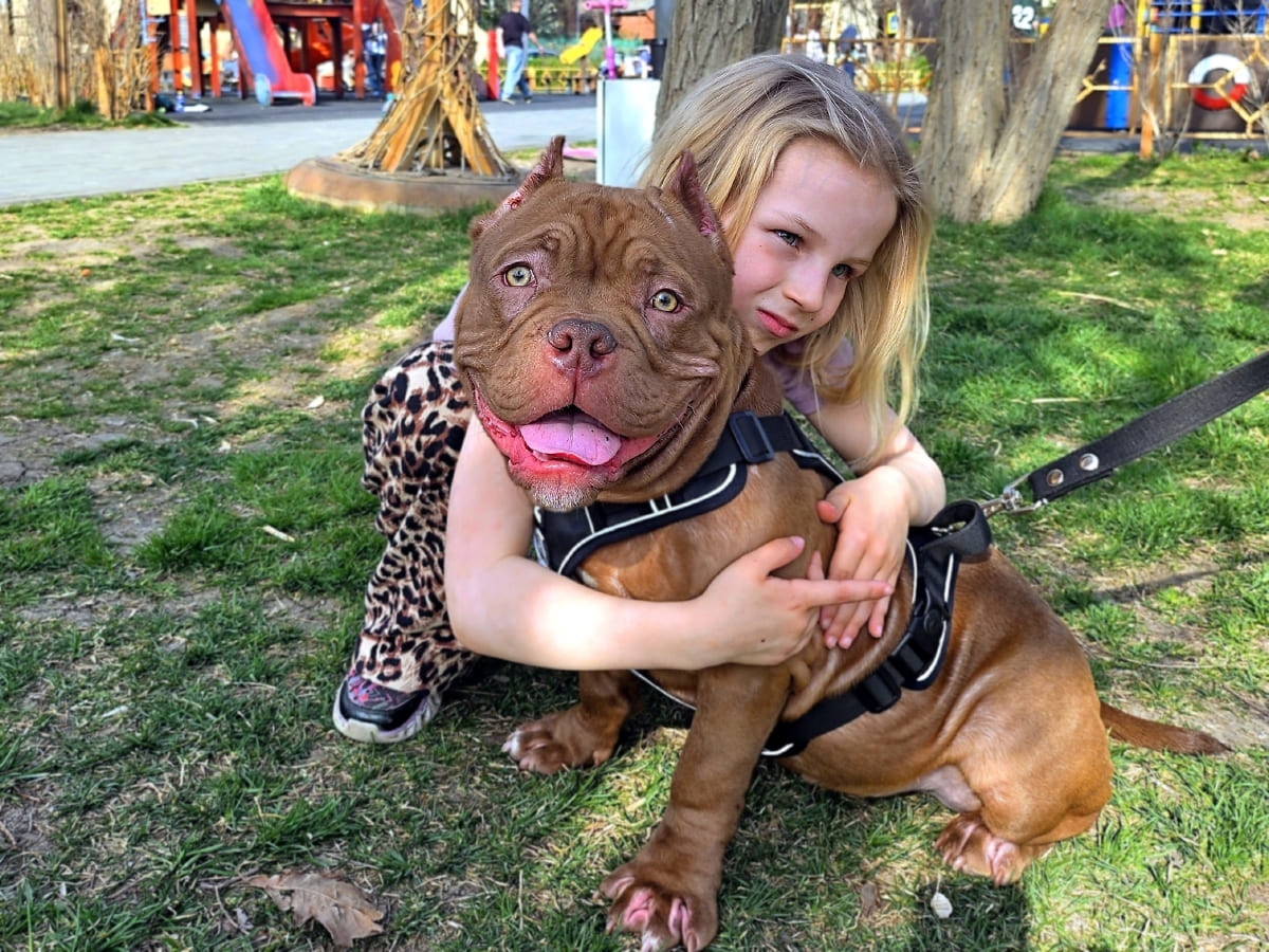 Американский булли с девочкой фото амбулли 5 месяцев