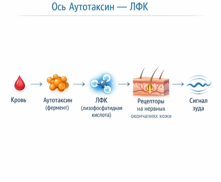 повышен аутотаксин при холестазе