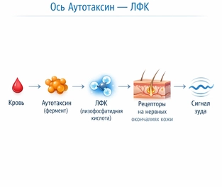 повышен аутотаксин при холестазе