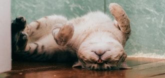 Ветеринарный препарат для почек