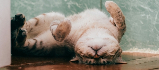 Животное без стресса от Пронефра