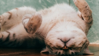 Риски резкой отмены Пронефры при ХПН"