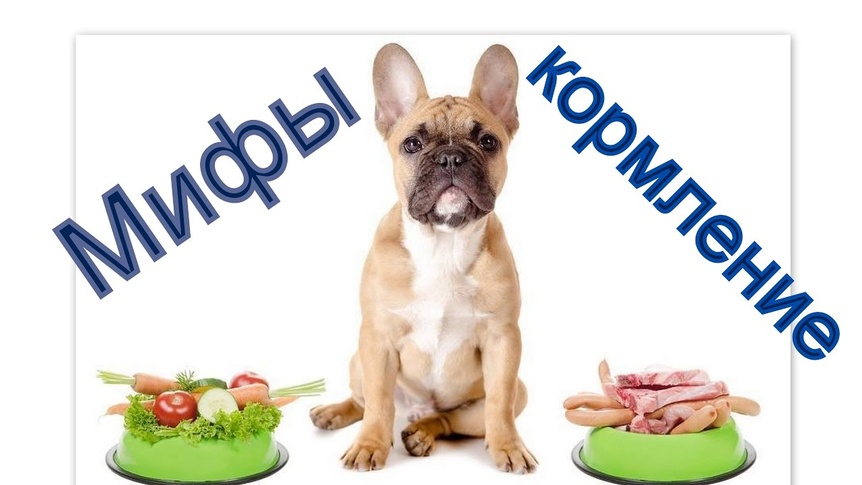 Каким мясом лучше кормить собаку? Разбираем разные виды мяса для собак.