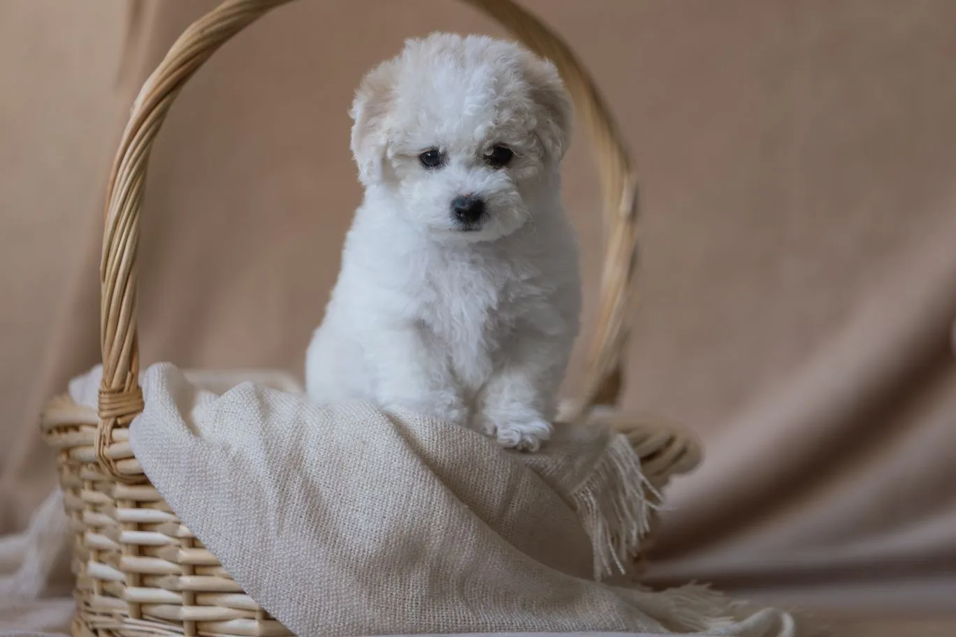 Puppy
