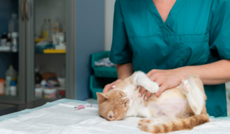 Хроническая почечная недостаточность у кошек и лечение