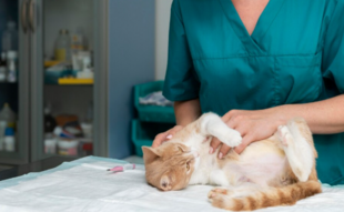 Хроническая почечная недостаточность у кошек и лечение