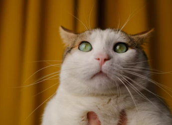 купить Ипакитин