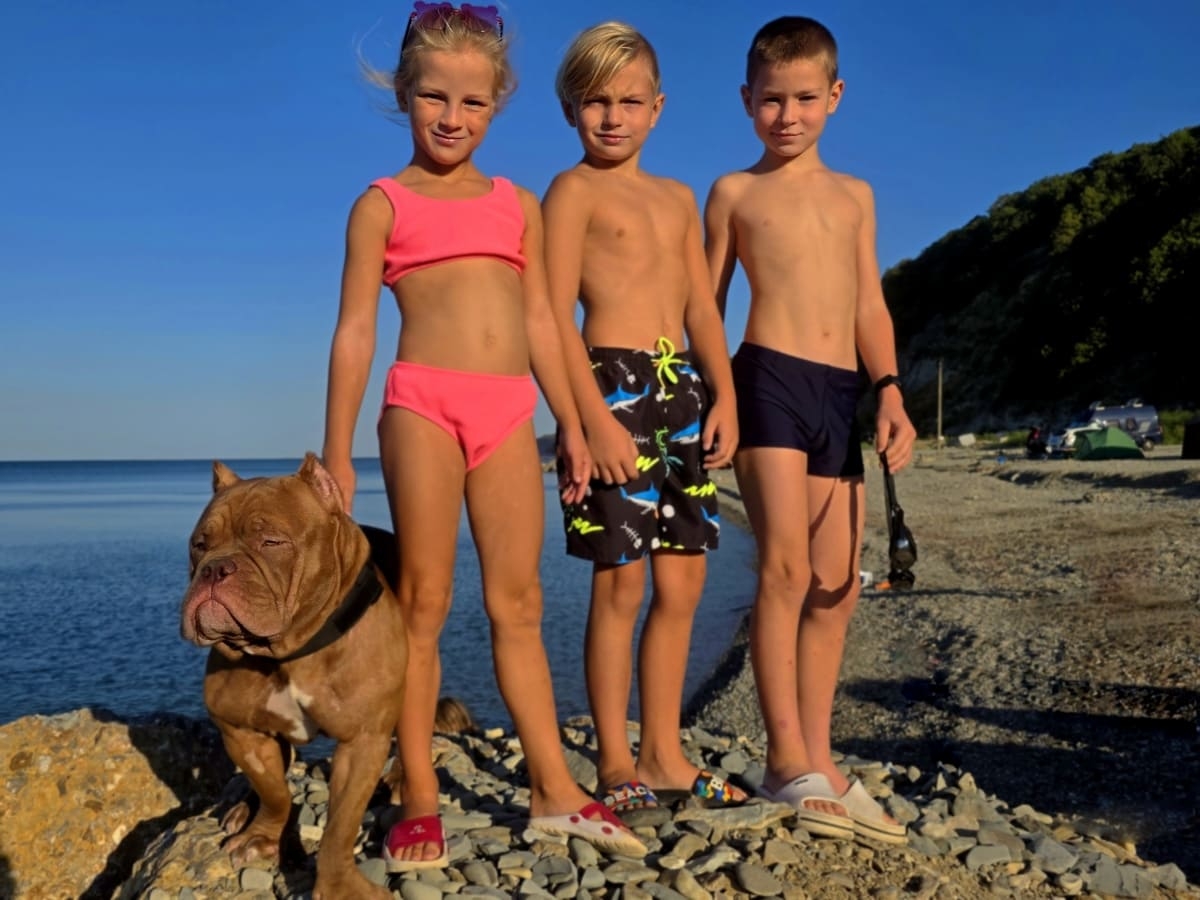 Американский булли на морском берегу фото амбулли 9 месяцев