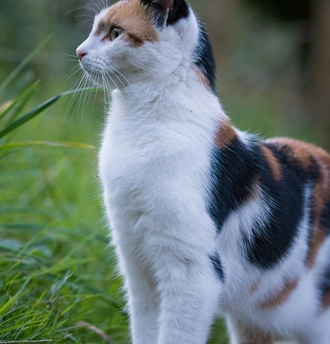 ХПН – комплексный подход с Ipakitine для продления жизни питомца