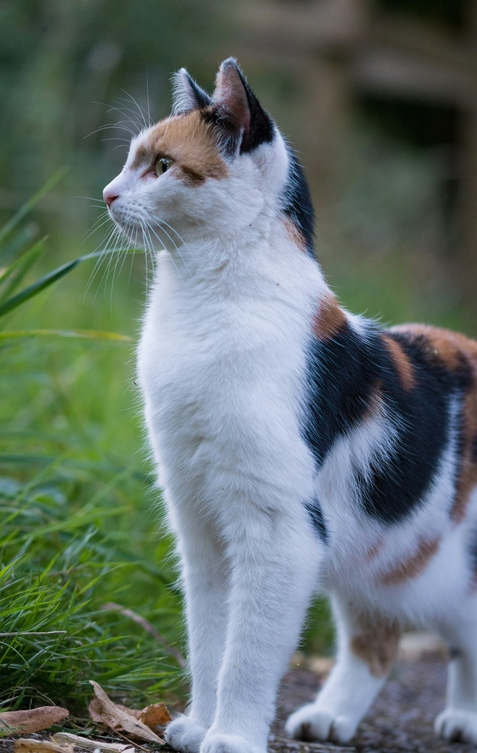 ХПН – комплексный подход с Ipakitine для продления жизни питомца