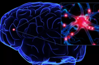 Механизм действия Суксилепа