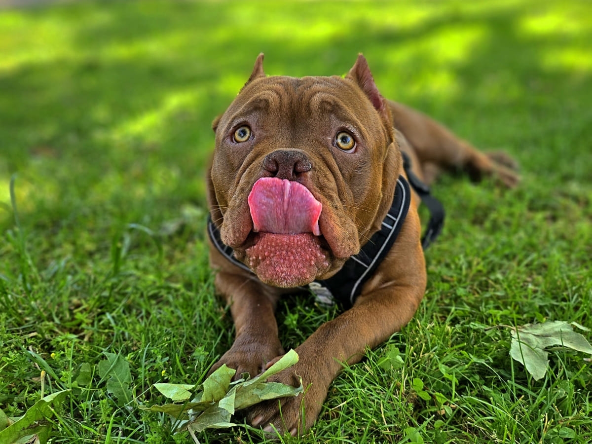 Американский булли облизывается фото амбулли 6 месяцев