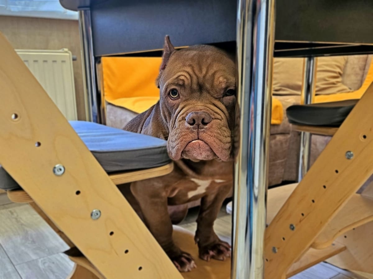 Американский булли в квартире фото амбулли 5 месяцев