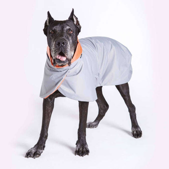 Weimaraner in clothes on sale