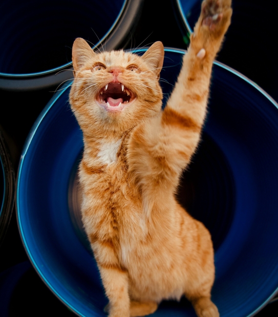 Обработка от лишая коров раствором Имаверола