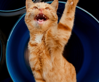 Обработка от лишая коров раствором Имаверола