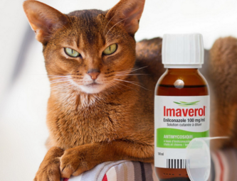 ЛИШАЙ У КОШЕК: ПРИЗНАКИ И ЛЕЧЕНИЕ