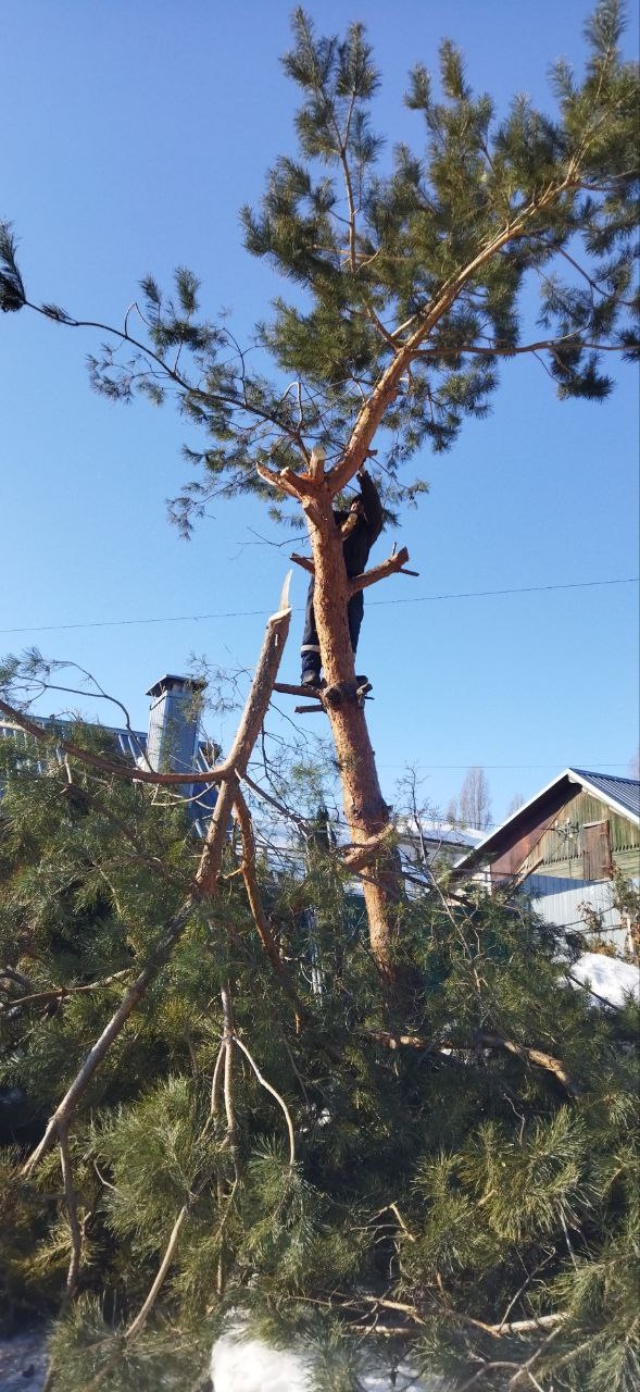 вырубка Саратов