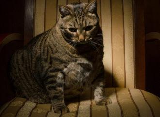 Влияние возраста, породы и хронических заболеваний