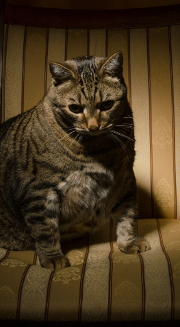 Влияние возраста, породы и хронических заболеваний