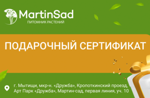 Подарок-выбор комнатного растения для бабушки или дедушки