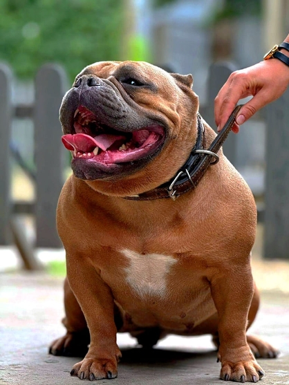 ABKC Мать - JOZEFINA ZVEZDA ADRIATIKI 2