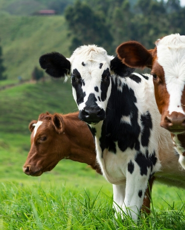 Обработка от лишая коров раствором Имаверола