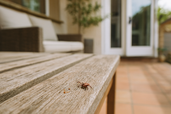 Клещ на лавочке на веранде