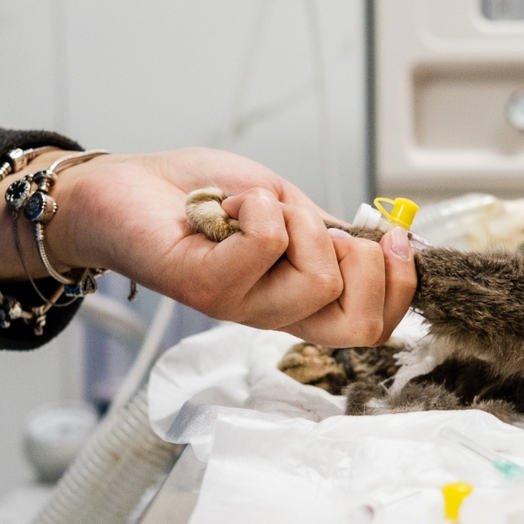 Усыпление и эвтаназия кошек и собак