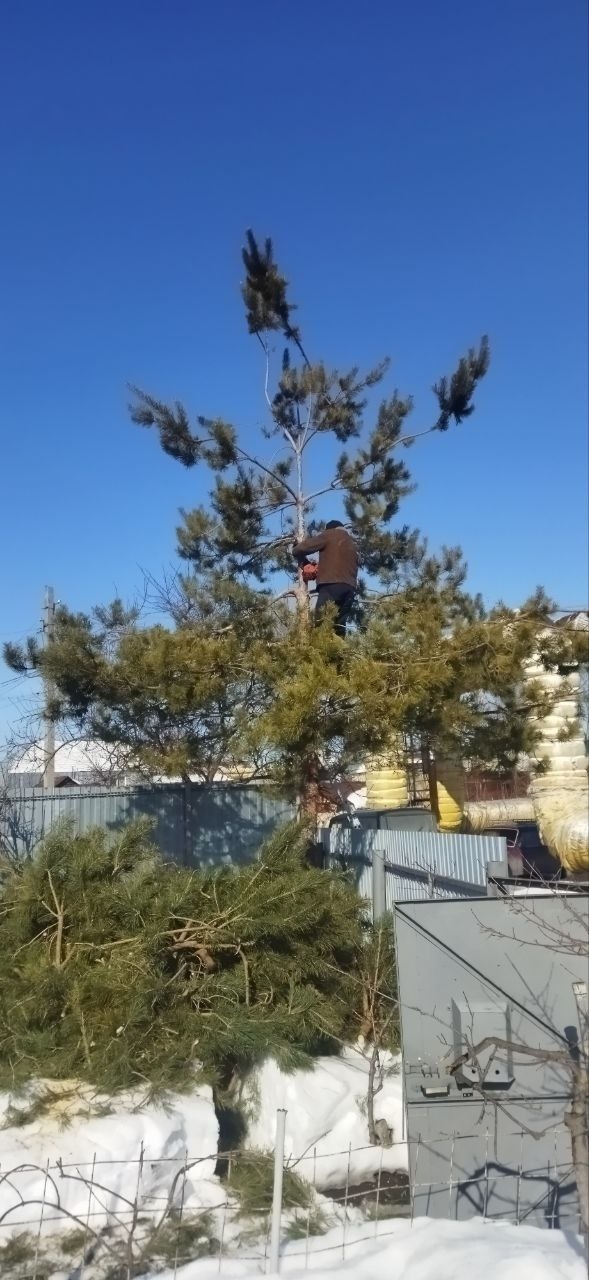 спил дерева Саратов