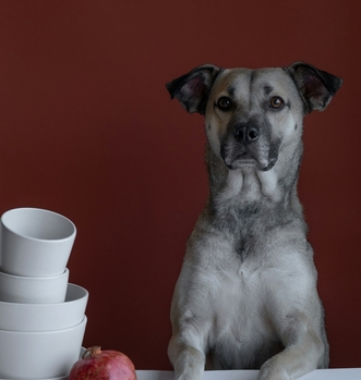 Схема применения Ипакитина для лечения и профилактики