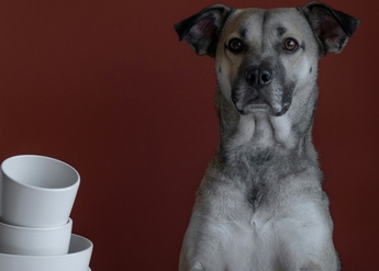 купить Ипакитин