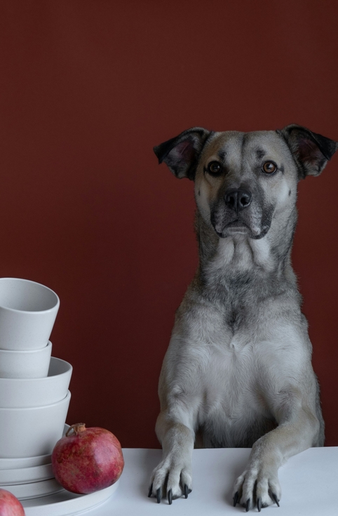 Схема применения Ипакитина для лечения и профилактики