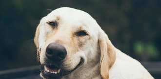 Владелец дает кошке лекарство Ипакитин с кормом