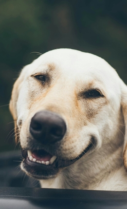 Ипакитине – дозировка для кошек и собак разного веса