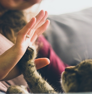 Пронефра отзывы о лечении ХПН у кошек