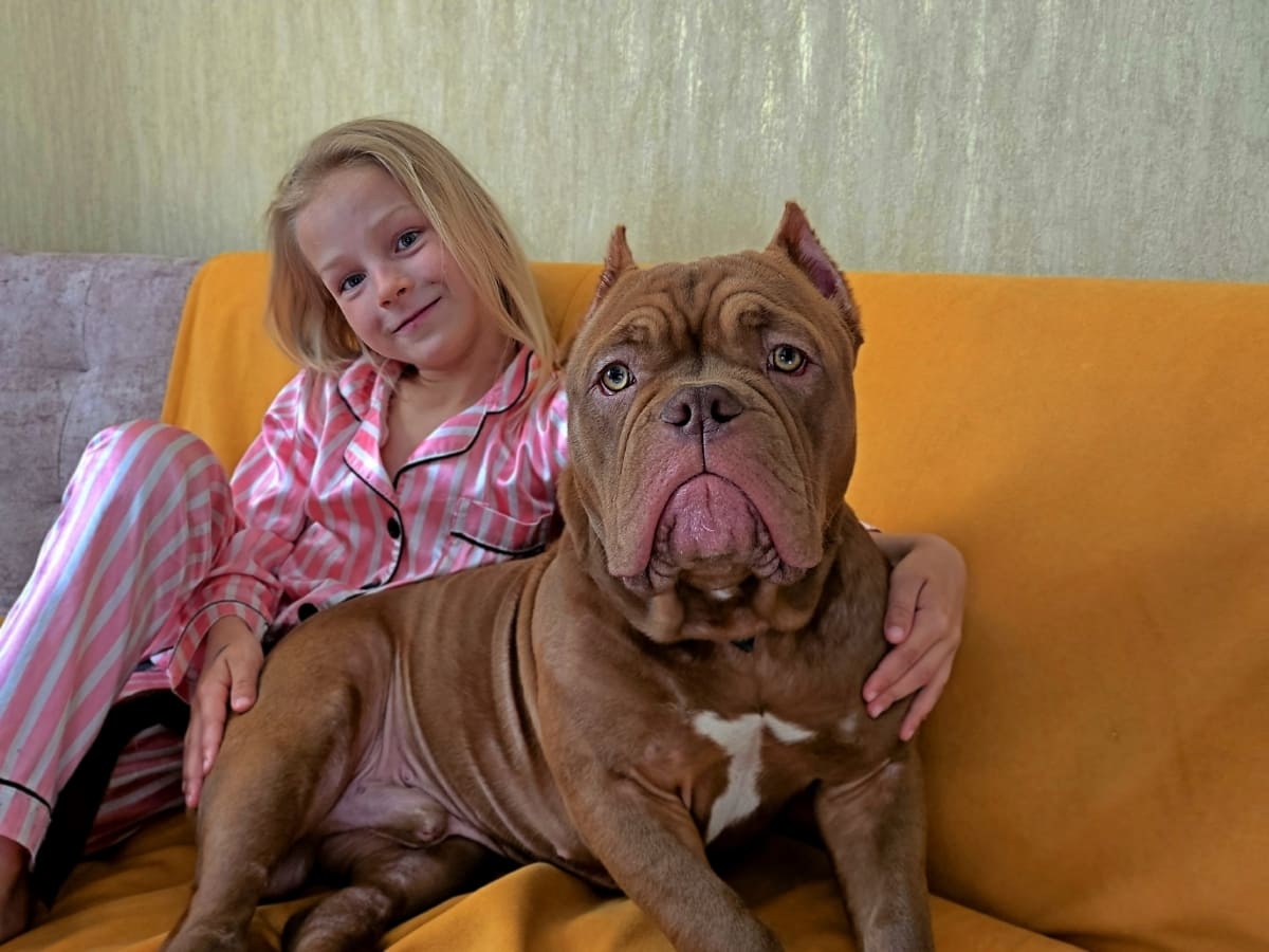 Американский булли в квартире с девочкой фото амбулли 6 месяцев