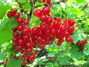 Саженцы красной смородины, Сорта красной смородины, Свердловская селекционная станция садоводства