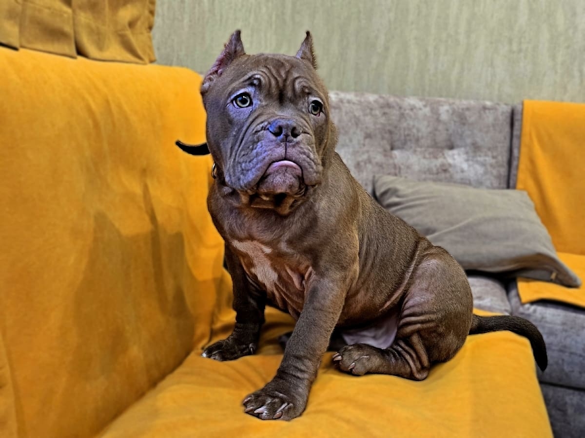 Американский булли в квартире фото амбулли 4 месяца