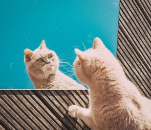 Схема терапии ХБП с Пронефрой