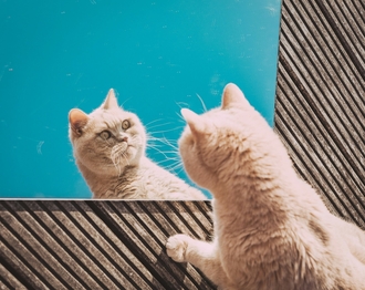 Обработка от лишая коров раствором Имаверола